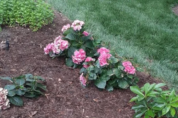 Gardening Services