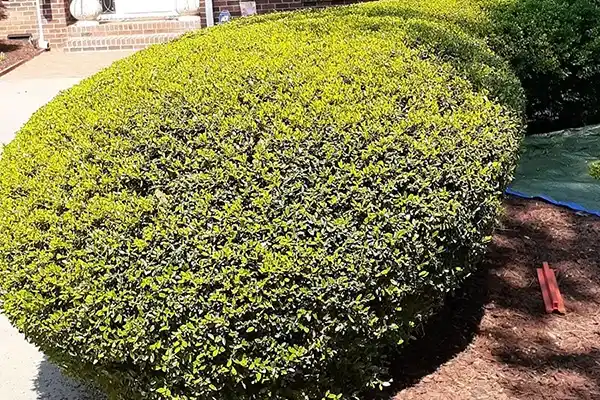 Professional Landscaper in Matthews, NC