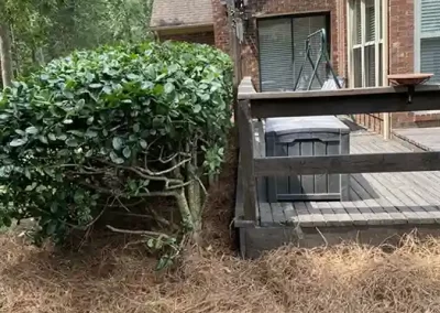 Professional Landscaping Services