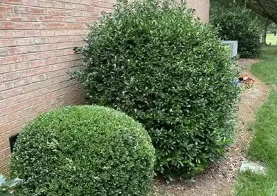 Professional Landscaping Services