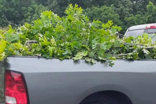 Tree Trimming