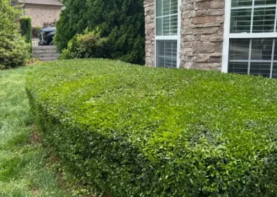 Experienced Landscaper